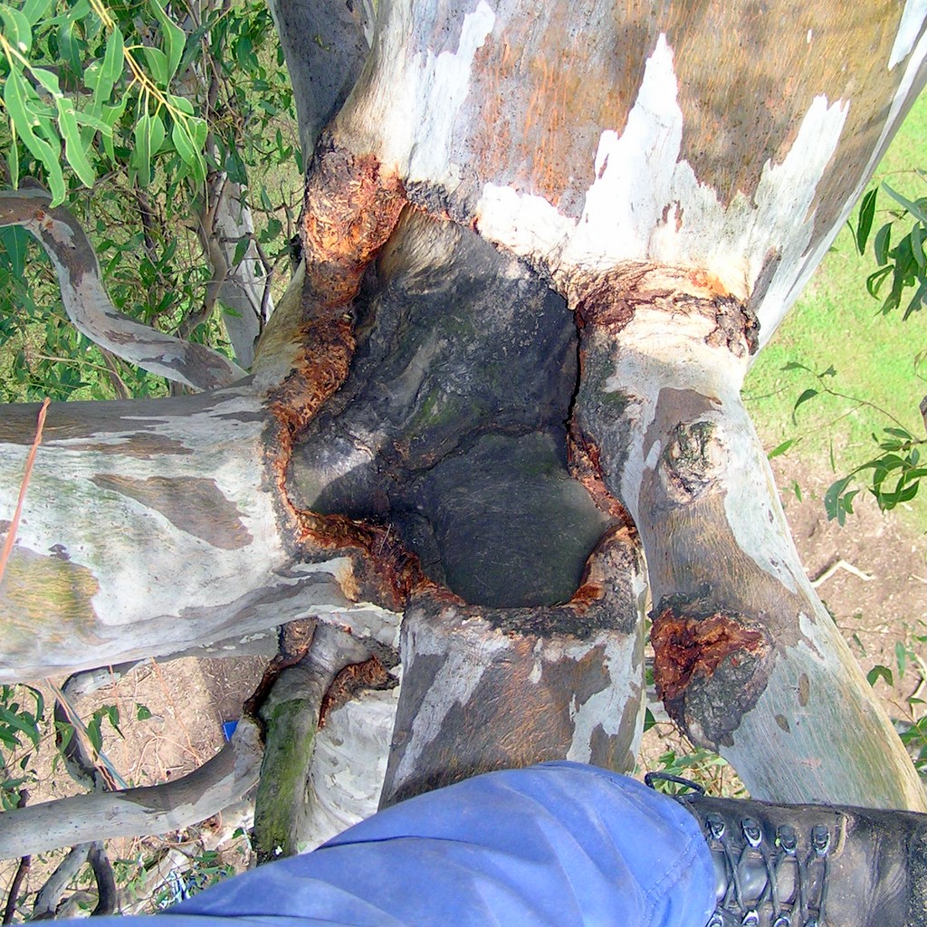 cockatoo damage top of branch unions